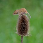 harvest mouse
